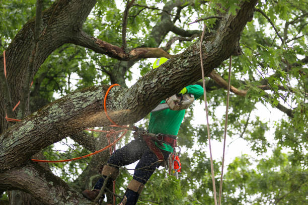 Sandstone, MN Tree Care Company